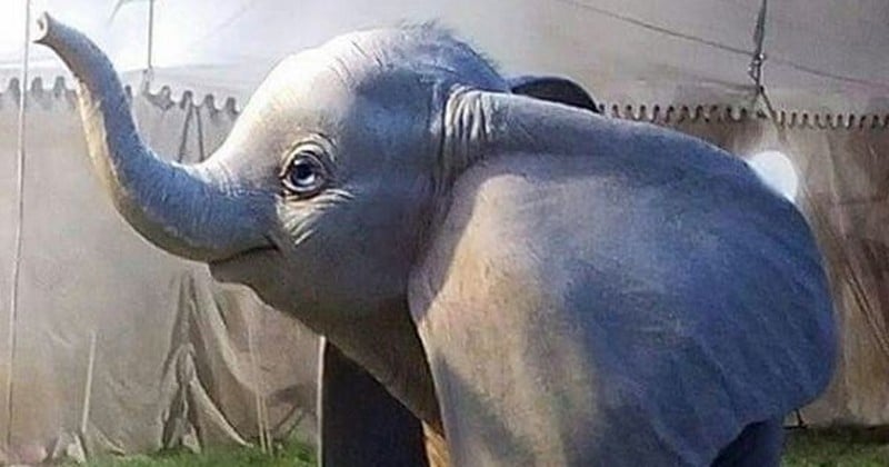 Découvrez la première image du Dumbo de Tim Burton, dont la sortie est prévue pour l'année prochaine  !