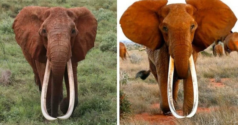 Kenya : Dida, la plus grande éléphante à défenses du pays, est morte de vieillesse 