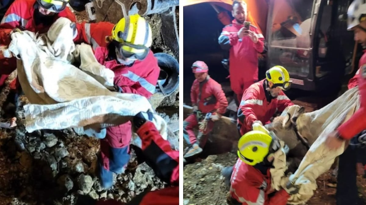 Var : des pompiers courageux sauvent un bébé âne tombé dans un trou 