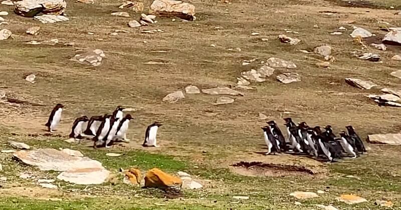 De manière très touchante, ce pingouin a été sauvé par un de ses amis alors qu'il était en train de s'égarer en se trompant de groupe