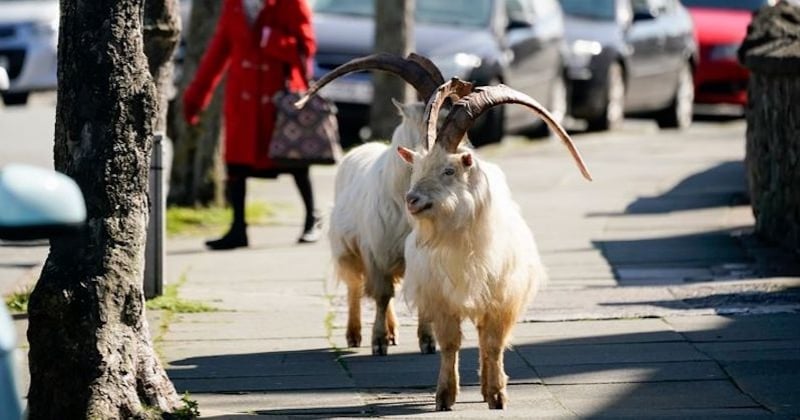 Un troupeau de chèvres sauvages prend le contrôle d'une ville galloise sous le regard amusé des habitants confinés