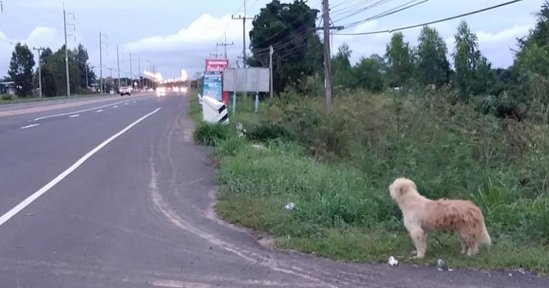 Pendant 4 ans, ce chien a attendu sa famille à l'endroit même où il s'était perdu, avant de la retrouver