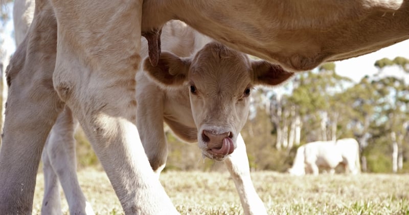 Une vache a mis au monde des triplés, un événement exceptionnel ! 