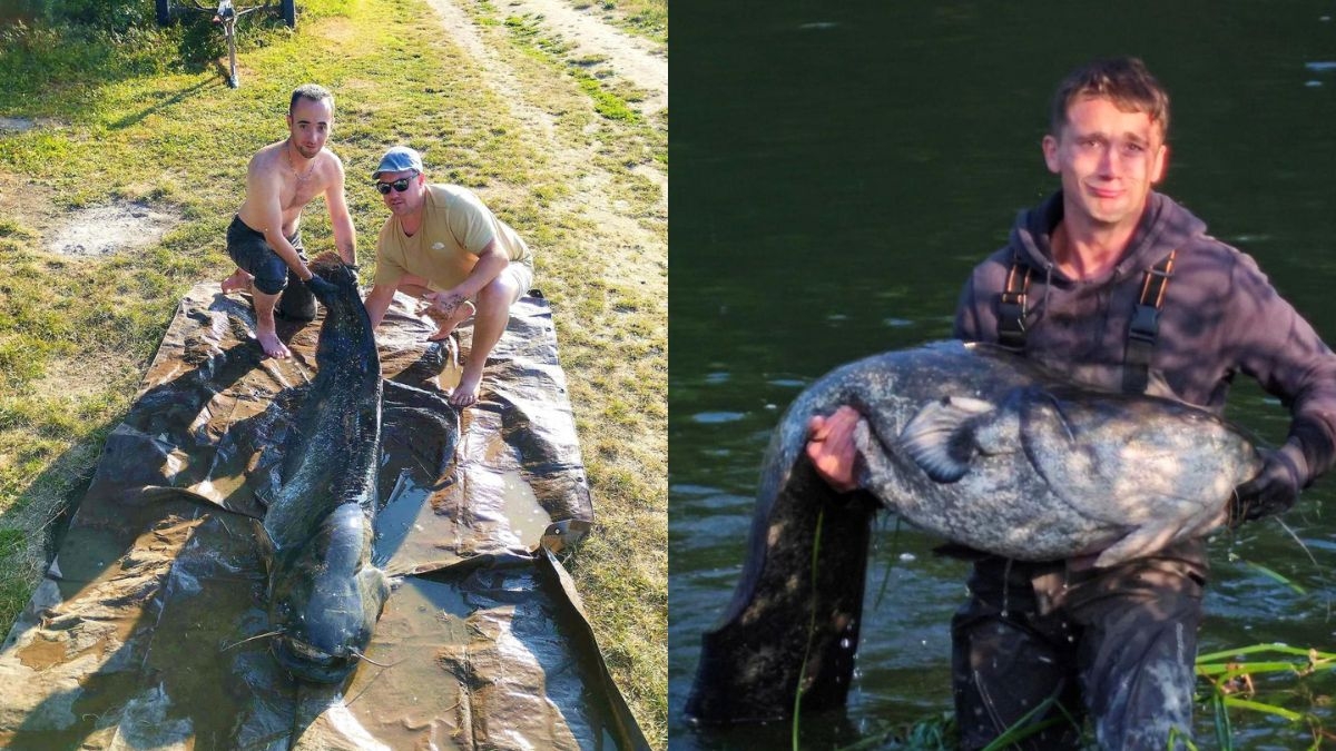 Deux silures monstrueux pêchés dans la Charente à quelques minutes d'intervalle, les plus belles prises de la saison