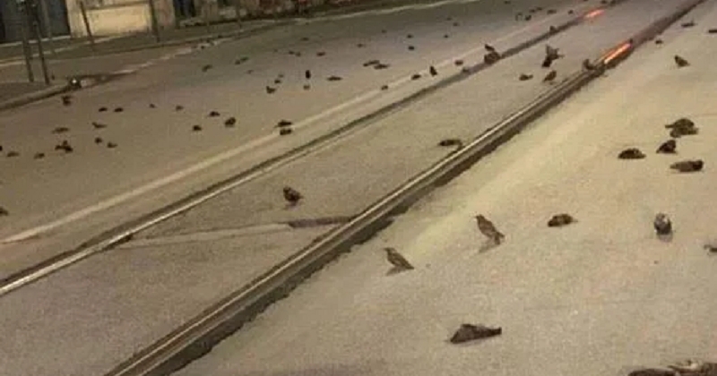 Des centaines d'oiseaux meurent à Rome à cause des feux d'artifice, les défenseurs des animaux parlent de « massacre »