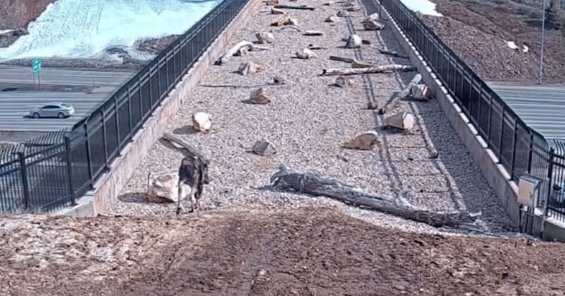 Dans l'Utah, ce pont aménagé pour permettre aux animaux de traverser au-dessus de la route est un véritable succès