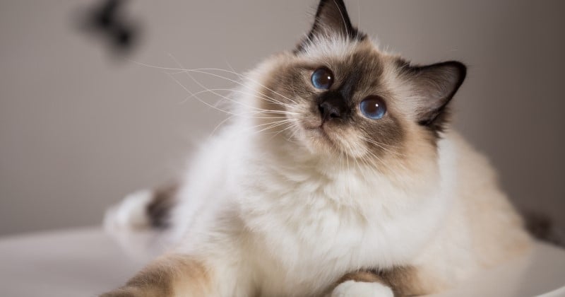 Les 6 races de chats qui miaulent le moins