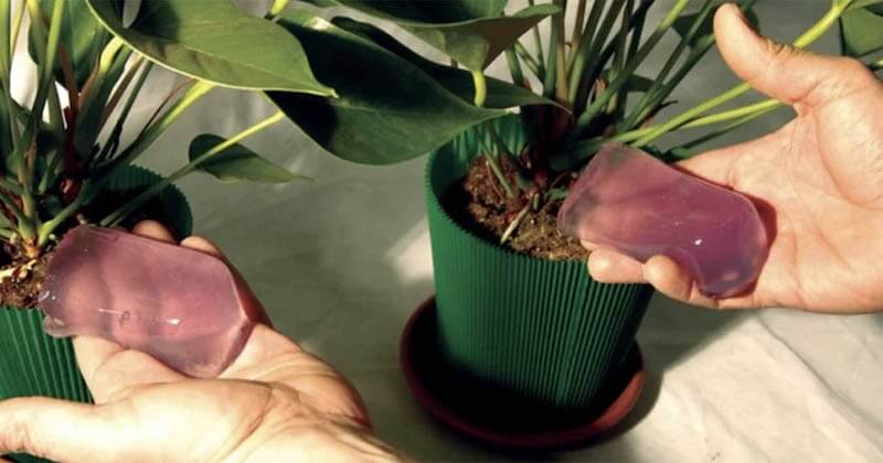 Fabriquez votre gel d’arrosage avec de l’agar-agar pour garder vos plantes hydratées