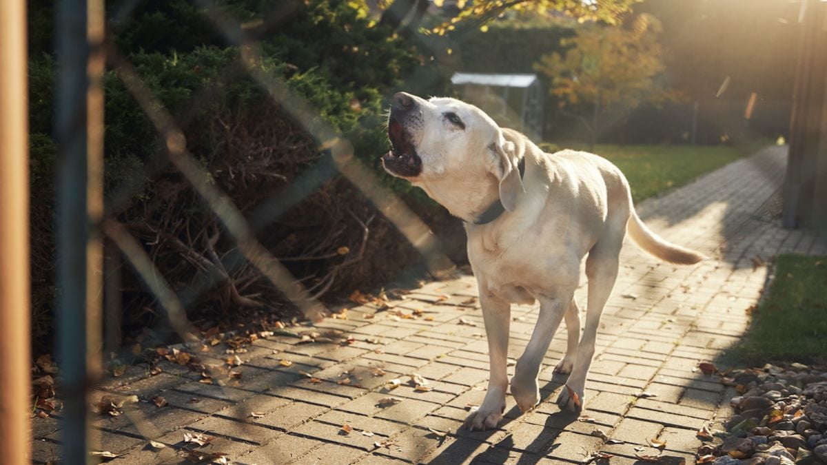 Voici le top 5 des meilleures races de chiens de garde 