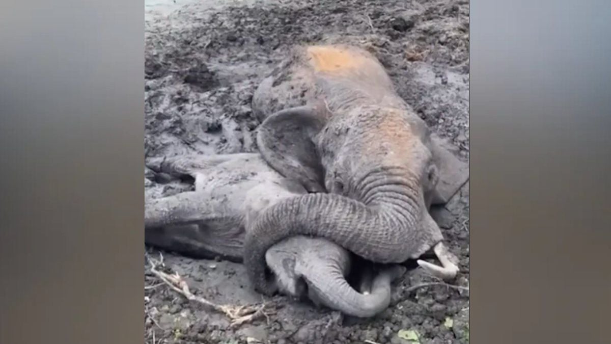 Une maman éléphant protège son bébé avec sa trompe alors qu'ils sont piégés dans la boue, impuissants et épuisés