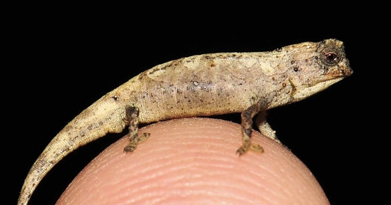 Des chercheurs ont découvert le plus petit caméléon au monde à Madagascar