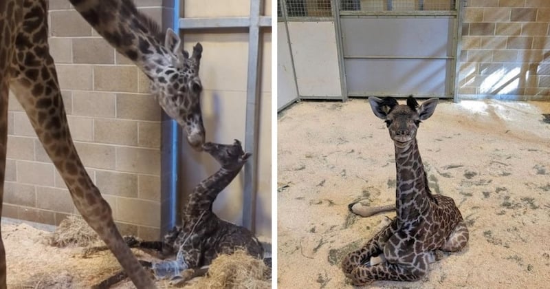 États-Unis : une girafe donne naissance à un adorable girafon, une bonne nouvelle pour cette espèce 