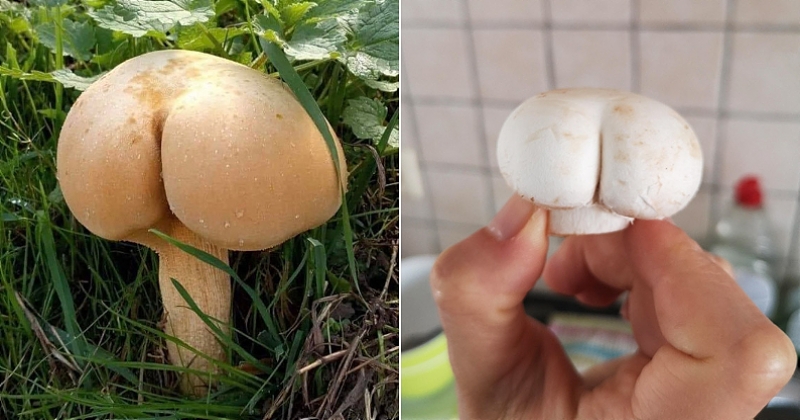 Ces 13 champignons ressemblent comme deux gouttes d'eau à des fesses