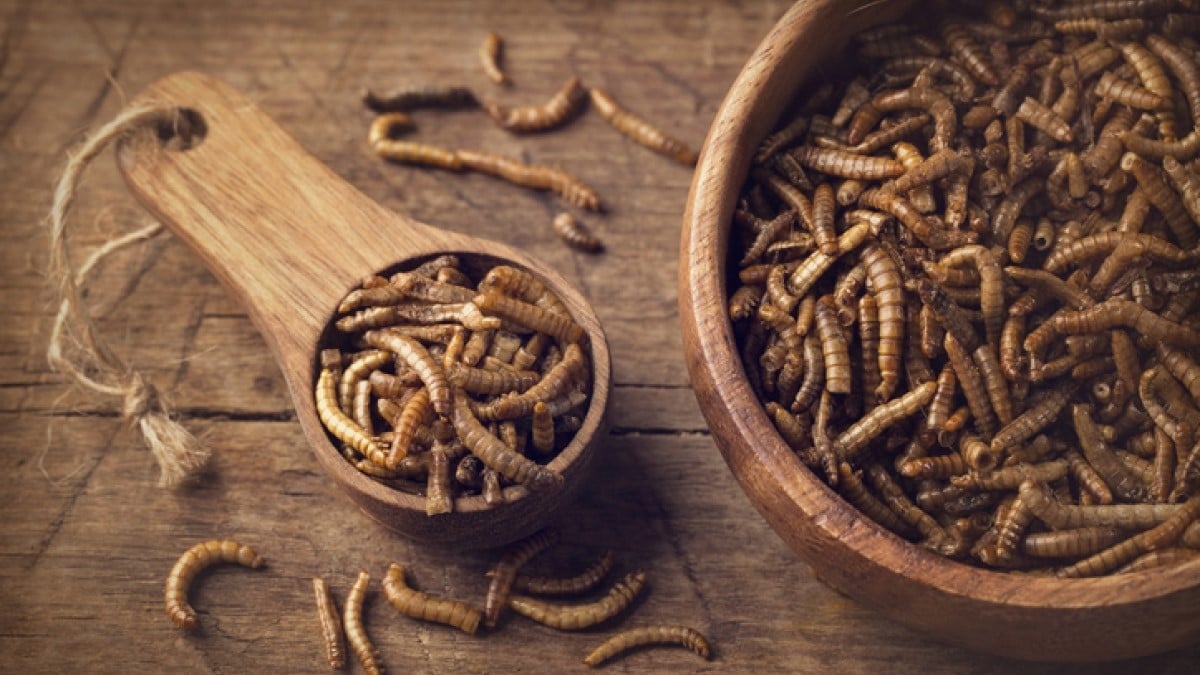 Nous mangeons entre 500g et 1kg d'insectes par an sans le savoir, selon des experts