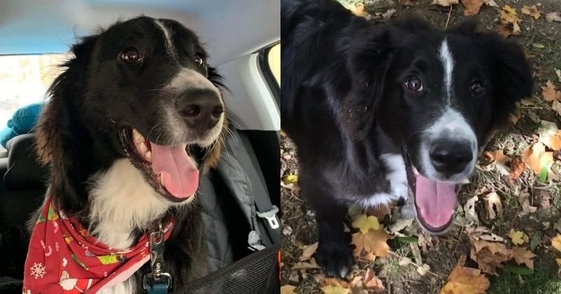 Voici Coco, le chien qui communique avec sa maîtresse à l'aide d'un... tapis sonore