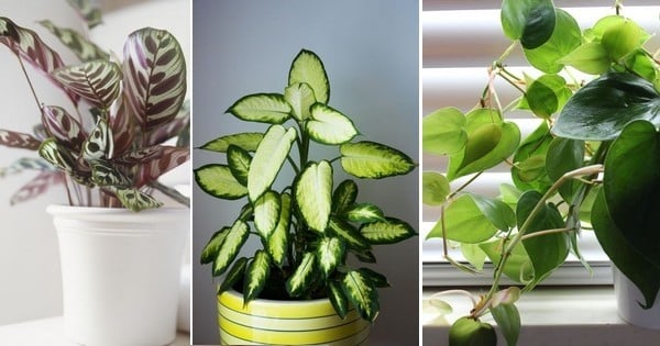 10 plantes parfaites pour les personnes qui n'ont pas la main verte