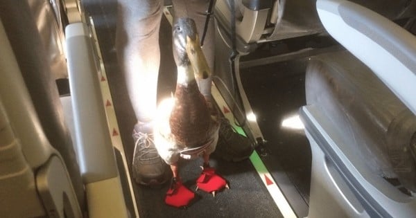 Les passagers de cet avion ont eu la surprise de voyager en compagnie de Daniel, un canard portant des chaussures rouges et une couche-culotte Captain America