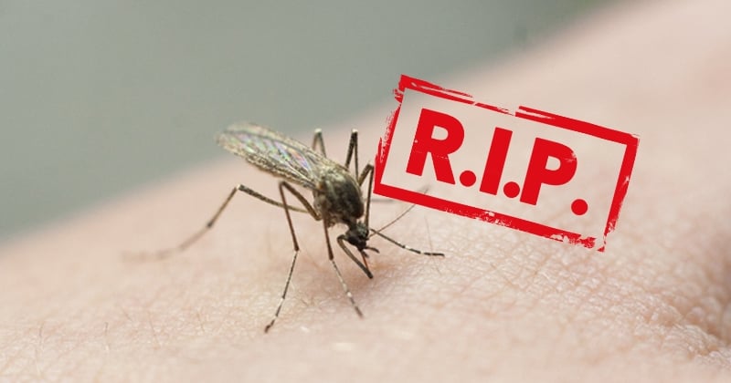Un laboratoire aurait trouvé LE moyen ultime de se débarrasser des moustiques 