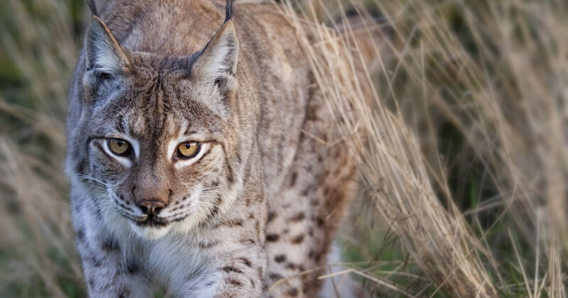 Un lynx, espèce protégée, abattu par un braconnier en Alsace