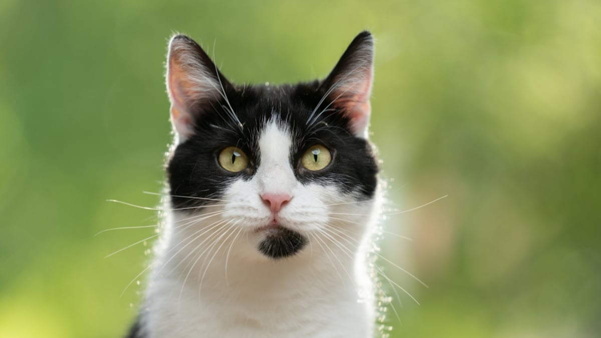 Une famille retrouve son chat adoré... sept ans après sa disparition ! 