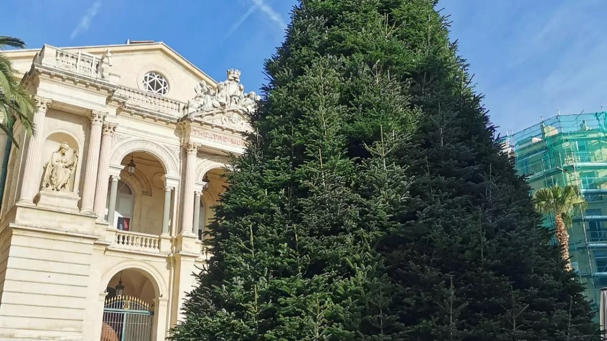 Composé de 150 sapins naturels, cet arbre géant fait sensation à Toulon pour Noël