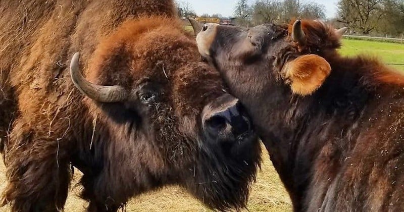 Ce bison aveugle et solitaire était délaissé par les animaux de la ferme avant de se lier d'amitié avec un veau