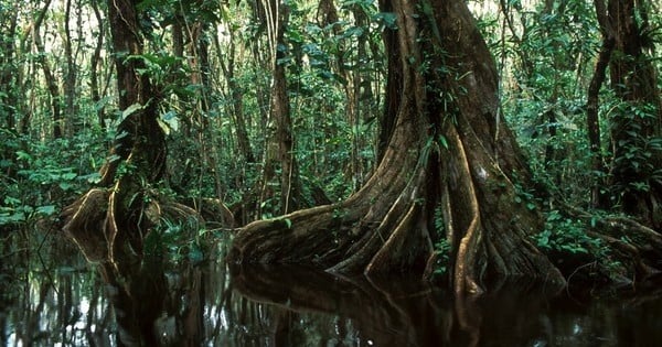 Colombie : huit millions d'arbres vont être plantés pour la paix, dans la forêt Amazonienne. Après plus d'un demi-siècle de guerre civile, c'est sans aucun doute le mémorial plus beau (et le plus utile) du monde !