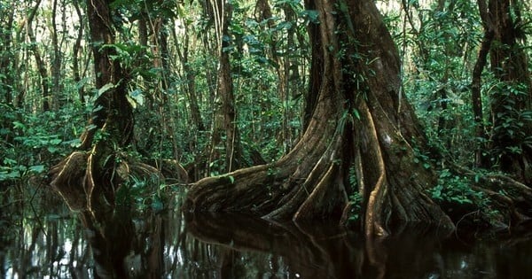 Colombie : huit millions d'arbres vont être plantés pour la paix, dans la forêt Amazonienne. Après plus d'un demi-siècle de guerre civile, c'est sans aucun doute le mémorial plus beau (et le plus utile) du monde !
