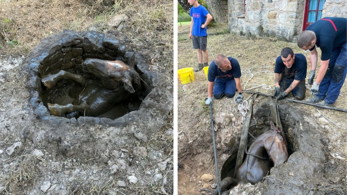 Tombé dans un puits, un cheval est sauvé par les pompiers grâce à une opération spectaculaire