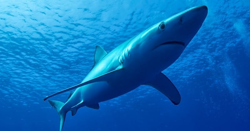 Deux requins bleus aperçus par des baigneurs au large de deux plages du Var ce mercredi