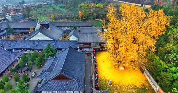 En Chine, un splendide arbre millénaire émerveille les milliers de touristes qui font le déplacement pour le voir : découvrez pourquoi !