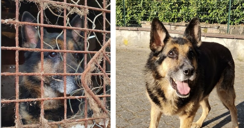 Après avoir vécu l'enfer avec ses anciens maîtres, ce chien trouve une nouvelle famille 