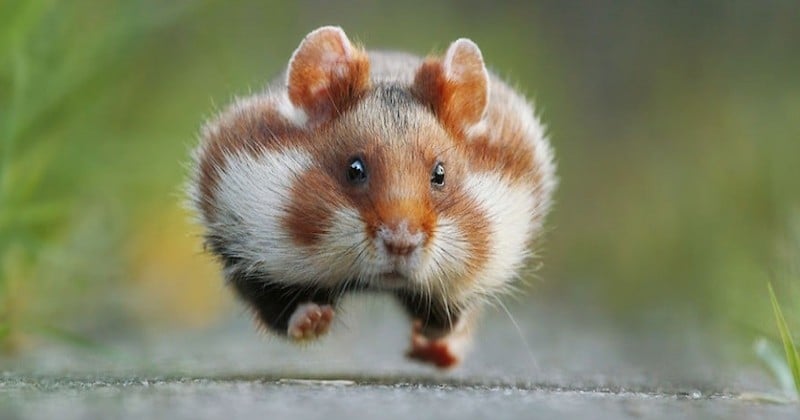 21 photographies hilarantes d'animaux de la forêt dans des postures très drôles