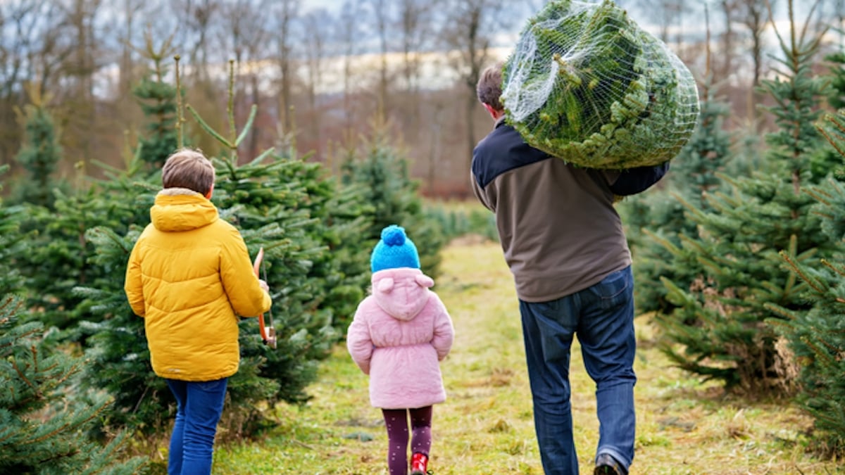 N'achetez pas votre sapin de Noël maintenant, voici le meilleur moment pour qu'il tienne le plus longtemps