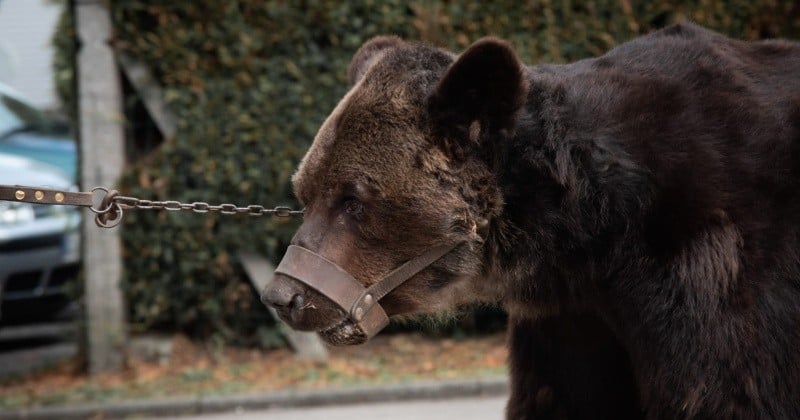 Retiré à ses propriétaires pour mauvais traitement, l'ours Mischa n'a pas survécu