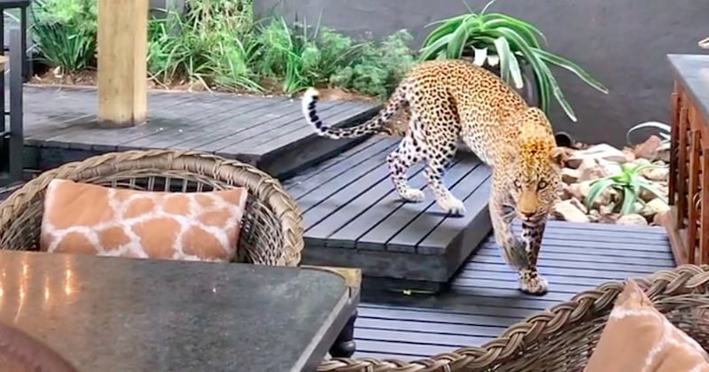 Alors qu'il est en train de chasser sa proie, un léopard s'introduit dans un restaurant 