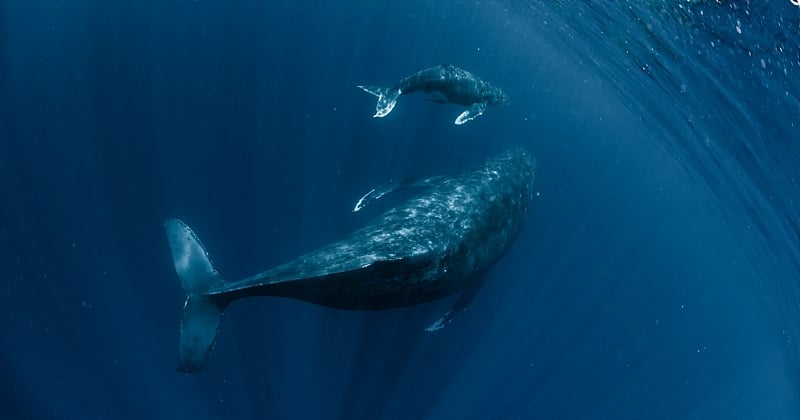 L'Islande s'apprête à mettre fin à la chasse à la baleine d'ici 2024