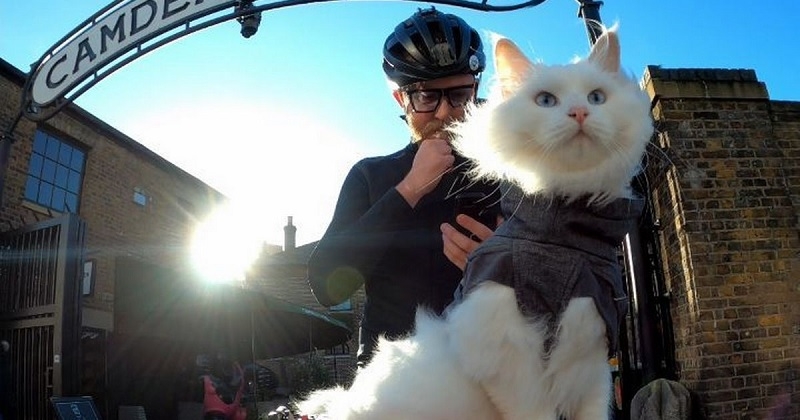 « Elle n'a peur de rien », ce maître emmène son chat sourd partout avec lui durant ses balades à vélo