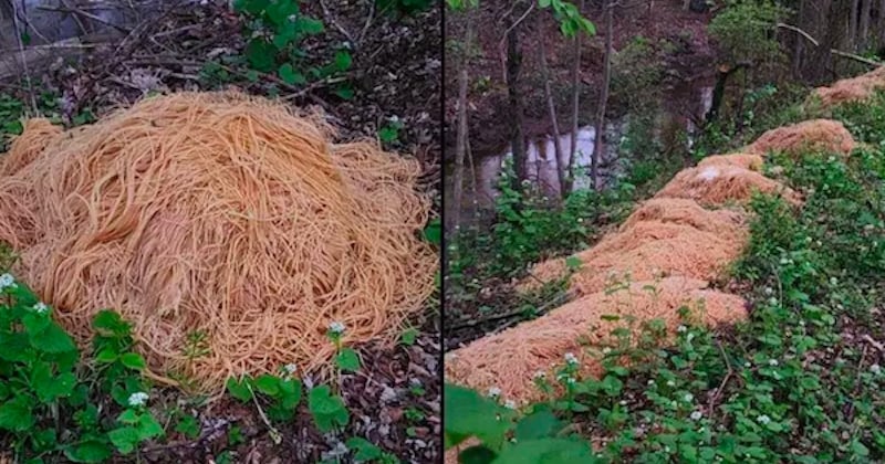 Insolite : 226 kilos de pâtes cuites retrouvées mystérieusement dans la nature