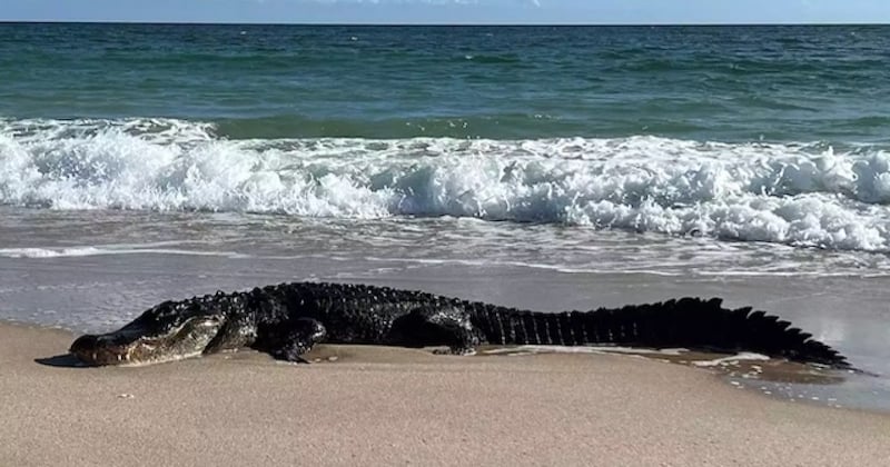 Un alligator de 3 mètres de long aperçu en train de prendre un bain de soleil sur une plage de Floride