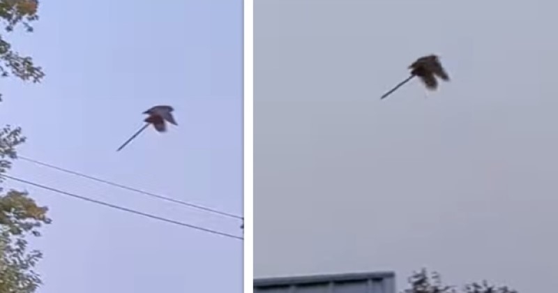 Ce hibou vole un jouet d'enfant et ressemble à une sorcière sur son balai, la vidéo fait le buzz sur internet