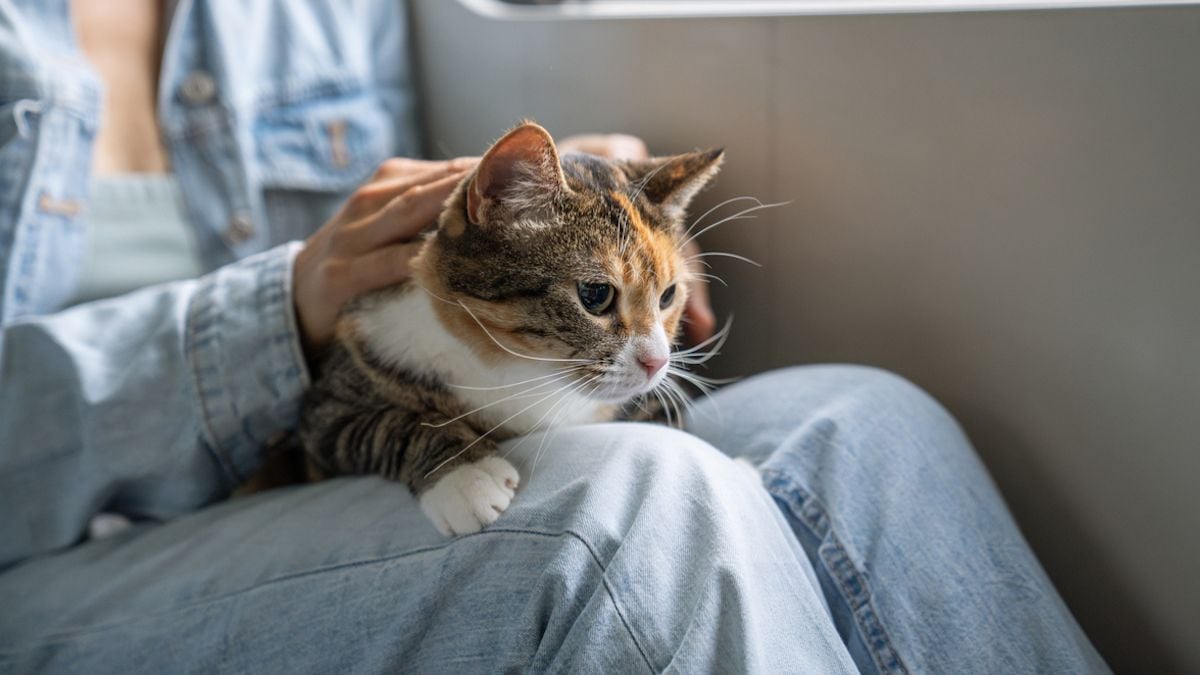 Son chat miaule dans le train, elle reçoit une amende... de 110 euros