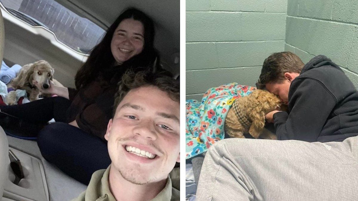 Un couple utilise son budget de mariage pour sauver une chienne percutée par une voiture 