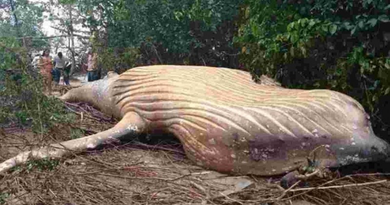 Une baleine à bosse retrouvée échouée au beau milieu de la forêt amazonienne 