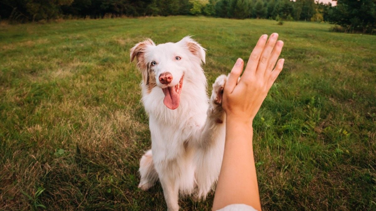 Semaine nationale du chien : plus de 250 événements organisés partout en France cette semaine