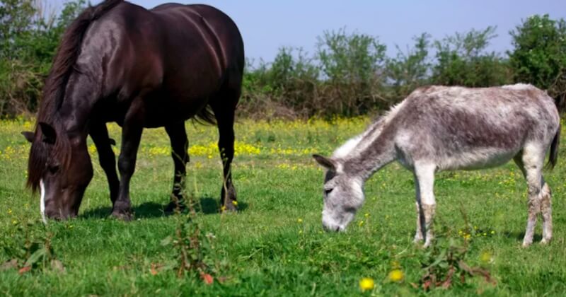 Seine-Maritime : le mystère des chevaux morts à l'oreille coupée continue avec deux nouvelles victimes 