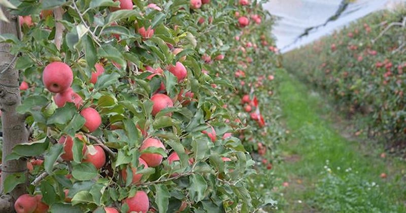 Les pommes Pink Lady® s'engagent pour l'environnement