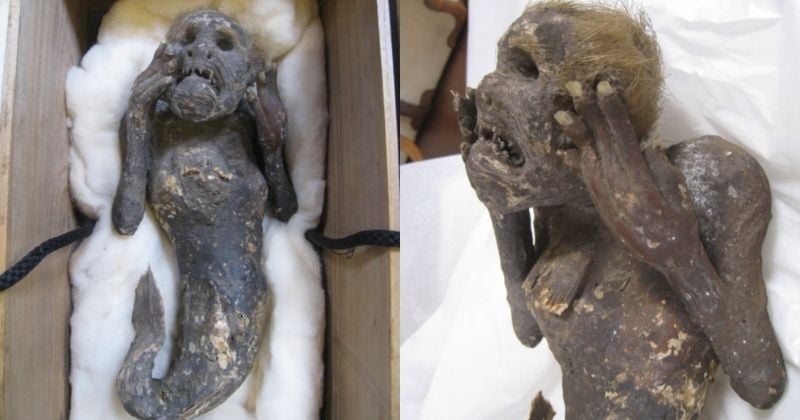 Le mystère de la « sirène » d'Asakuchi momifiée qui intrigue les scientifiques