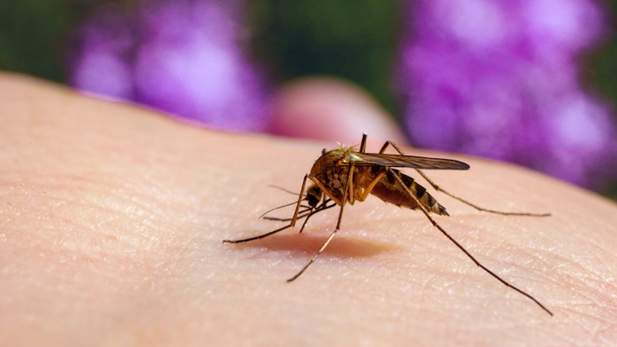 La piqûre d'un moustique provoque une érection incontrôlée de... 18h chez un adolescent