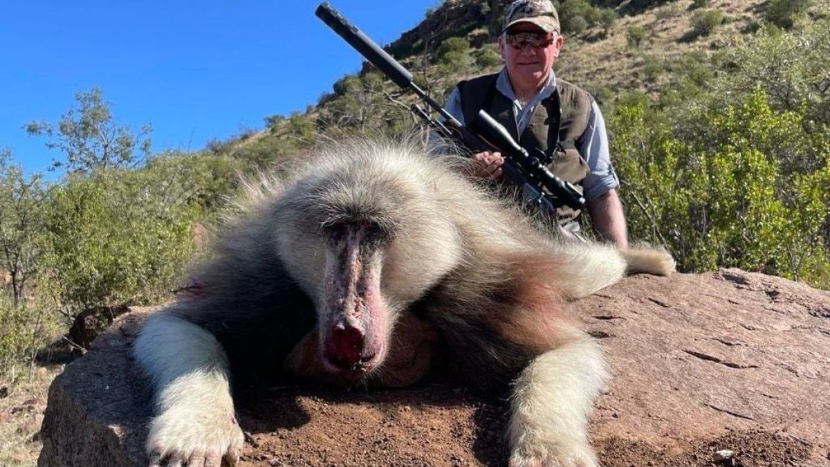 Un chasseur tue un babouin albinos rarissime et l'empaille pour l'exposer en trophée